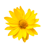 ArthroMD plus with Arnica Oil